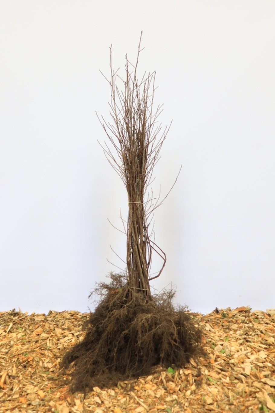 Frangula alnus - 60-100 CM bare root 1/1